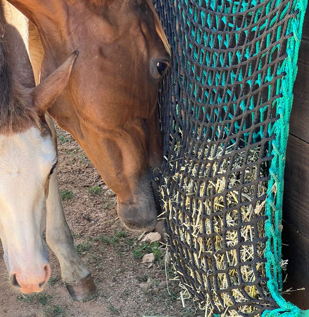 COMPLEMENTOS-ALIMENTICIOS-PARA-EL-CABALLO-slowfeeder